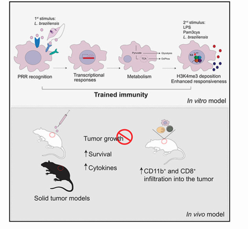 Leishmania braziliensis enhances monocyte responses to promote anti-tumor activity